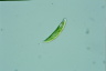 Euglena