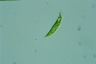 Euglena