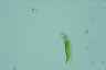 Euglena