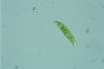 Euglena