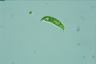 Euglena