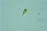 Euglena variabilis