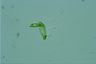 Euglena