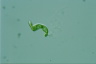 Euglena