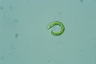 Euglena