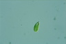 Euglena pisciformis