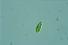 Euglena pisciformis