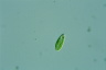 Euglena agilis