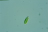 Euglena pisciformis