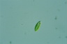 Euglena pisciformis