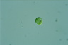 Euglena pisciformis