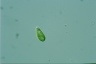 Euglena pisciformis