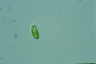 Euglena pisciformis