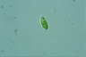 Euglena pisciformis