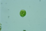 Euglena