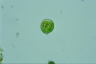 Euglena