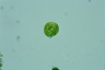 Euglena