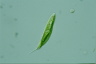 Euglena tripteris