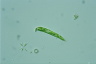 Euglena