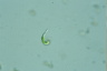 Euglena mutabilis