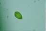 Gonyostomum semen