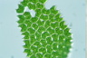 Pediastrum