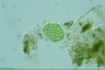 Pediastrum boryanum