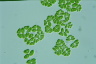 Dimorphococcus lunatus