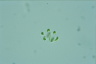 Nephrocytium shilleri