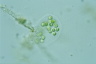 Apiocystis brauniana