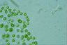 Tetraspora