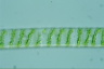 Spirogyra