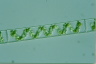 Spirogyra