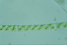 Spirogyra