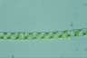 Spirogyra