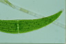 Closterium ehrenbergii