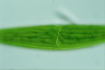 Closterium lunula