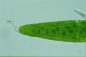 Closterium lunula