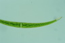 Closterium dianae