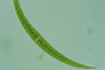 Closterium dianae