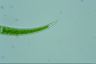 Closterium dianae