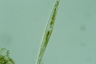 Closterium kuetzingii