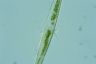 Closterium kuetzingii