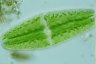 Netrium digitus