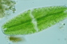 Netrium digitus