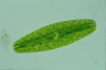 Netrium digitus