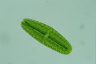 Netrium digitus