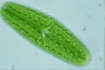 Netrium digitus