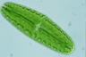 Netrium digitus