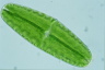 Netrium digitus